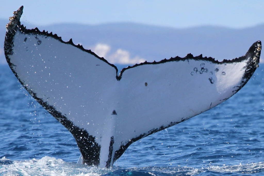 Cauda de baleia jubarte branca com bordas pretas emerge da água do oceano, com gotas caindo e montanhas desfocadas ao fundo.