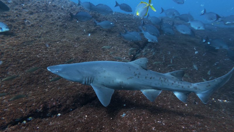 Arquipélago em São Paulo serve de área de reprodução para tubarões ameaçados de extinção