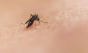 Brasil e Angola discutem estratégias contra epidemias causadas por mosquitos
