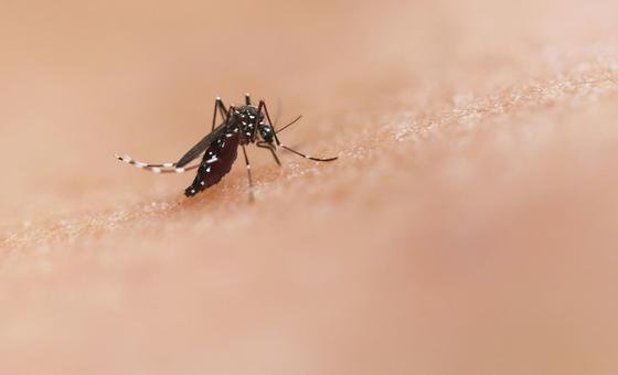 Brasil e Angola discutem estratégias contra epidemias causadas por mosquitos