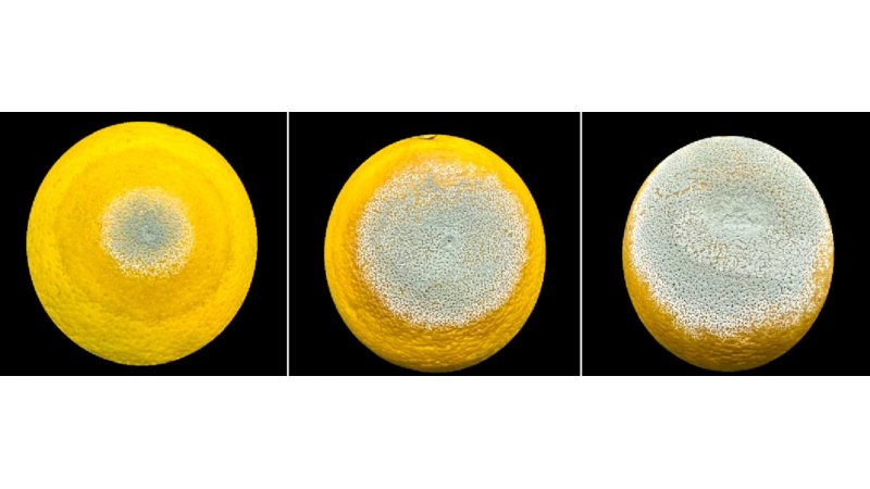 Estudo premiado descreve estratégia usada pelo mofo azul para devastar frutas cítricas