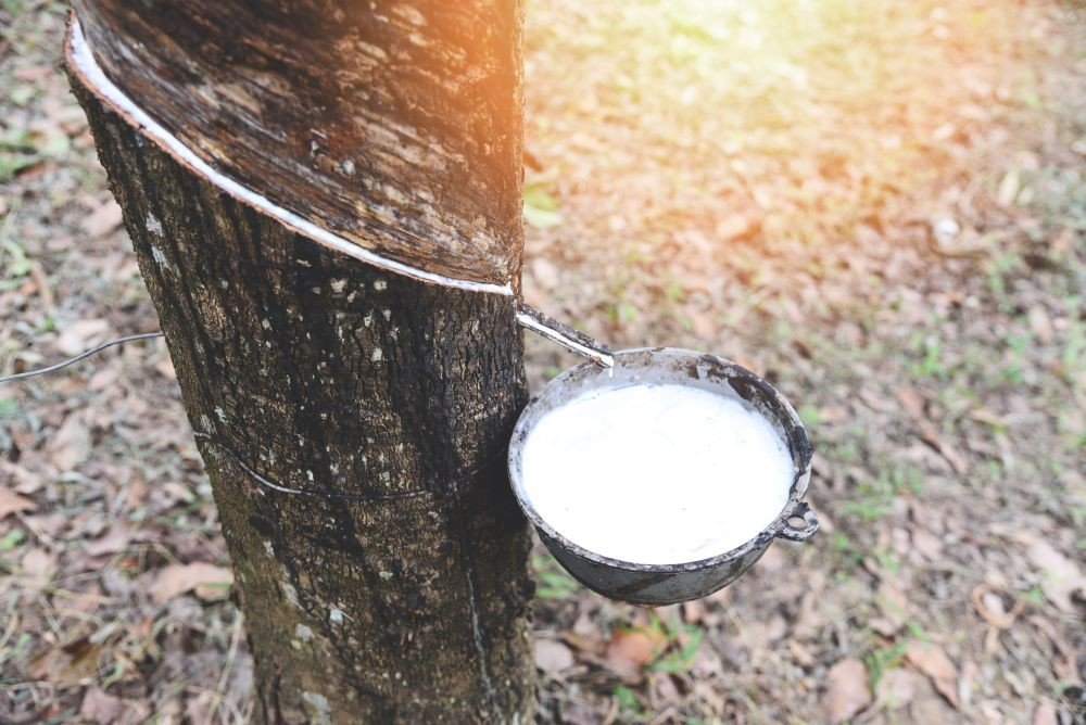 Estudo revela erro que compromete a produção de látex em seringueiras clonadas