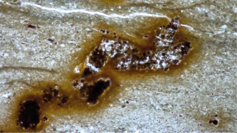 Microfósseis interpretados como rastros de animais eram na verdade algas e bactérias