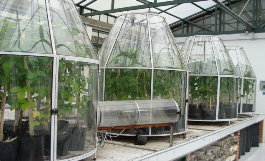 Mudança climática eleva produção de soja, mas piora qualidade do grão