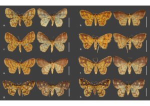 Novas espécies de mariposas são descritas em homenagem a orixás