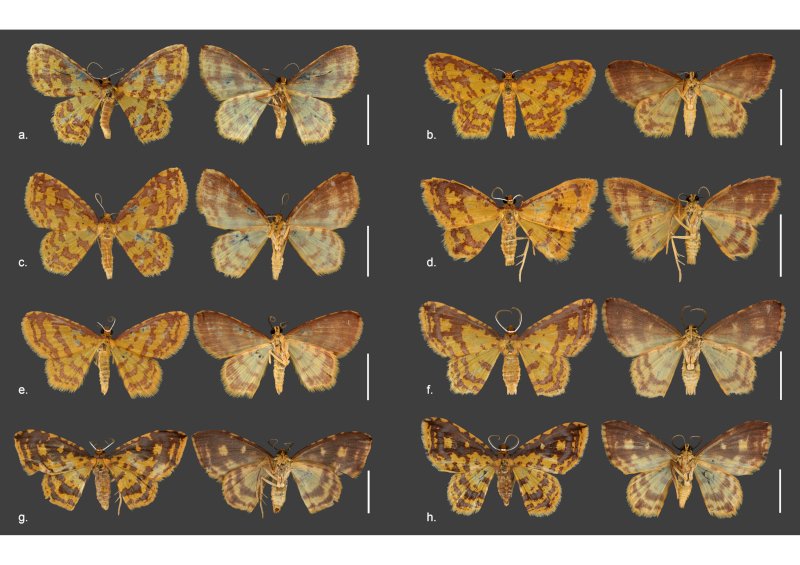 Novas espécies de mariposas são descritas em homenagem a orixás