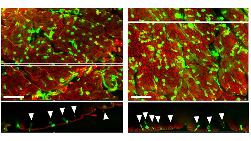 Perda de microbiota altera o perfil das células que protegem a parede do intestino