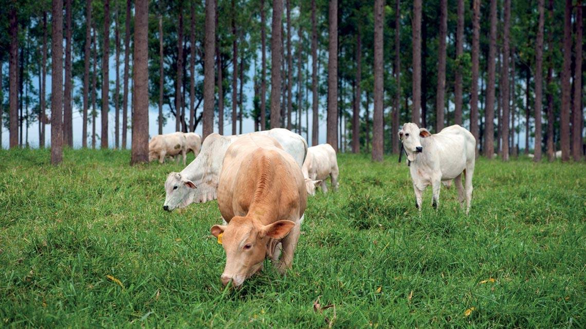 Pesquisas sobre produção animal e clima crescem, mas ainda é desafio levar ciência ao campo