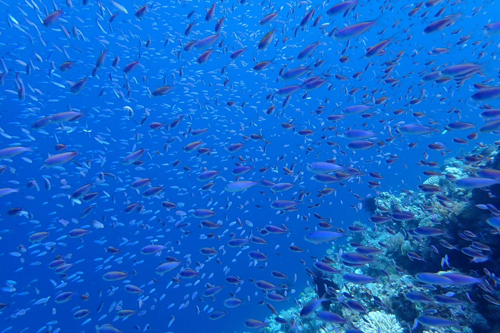 Por que os peixes não têm pelos? – 20/06/2026 – Ciência