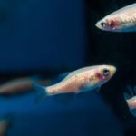 Peixes dormem de forma muito parecida com a nossa - 05/06/2026 - Ciência