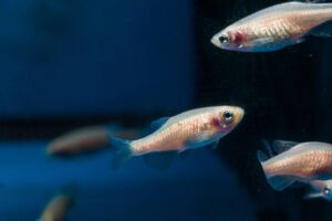 Peixes dormem de forma muito parecida com a nossa - 05/06/2026 - Ciência