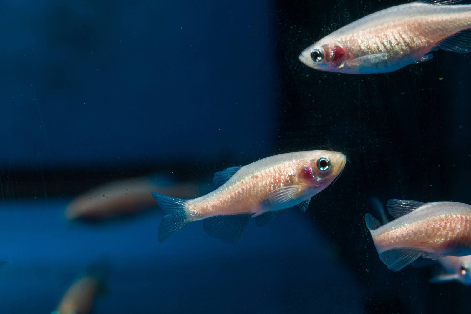 Peixes dormem de forma muito parecida com a nossa – 05/06/2026 – Ciência