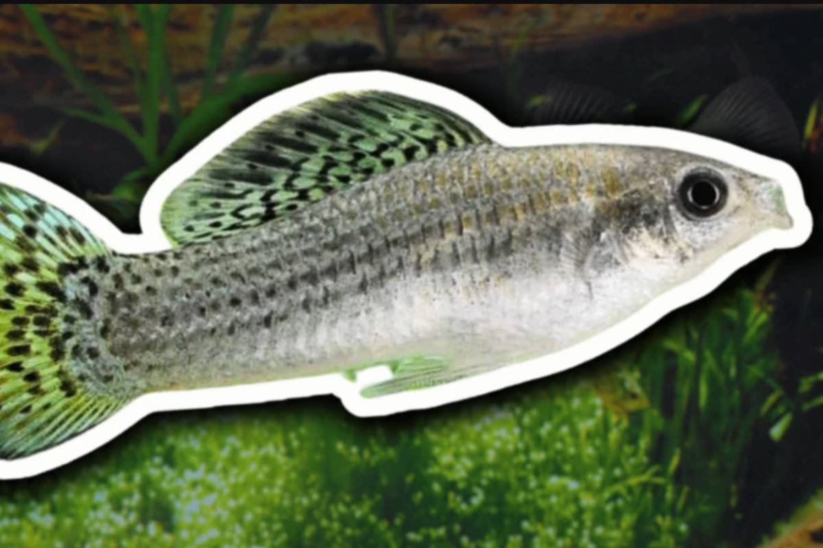 A espécie de peixe que vive sem machos há 100 mil anos – 06/06/2026 – Ciência