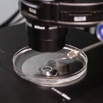 Cientistas editam genes de embriões humanos com precisão - 09/06/2026 - Ciência