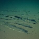 Cientistas descobrem cemitério de baleias no oceano Índico - 10/06/2026 - Ciência