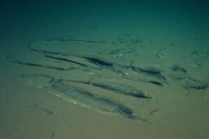 Cientistas descobrem cemitério de baleias no oceano Índico - 10/06/2026 - Ciência