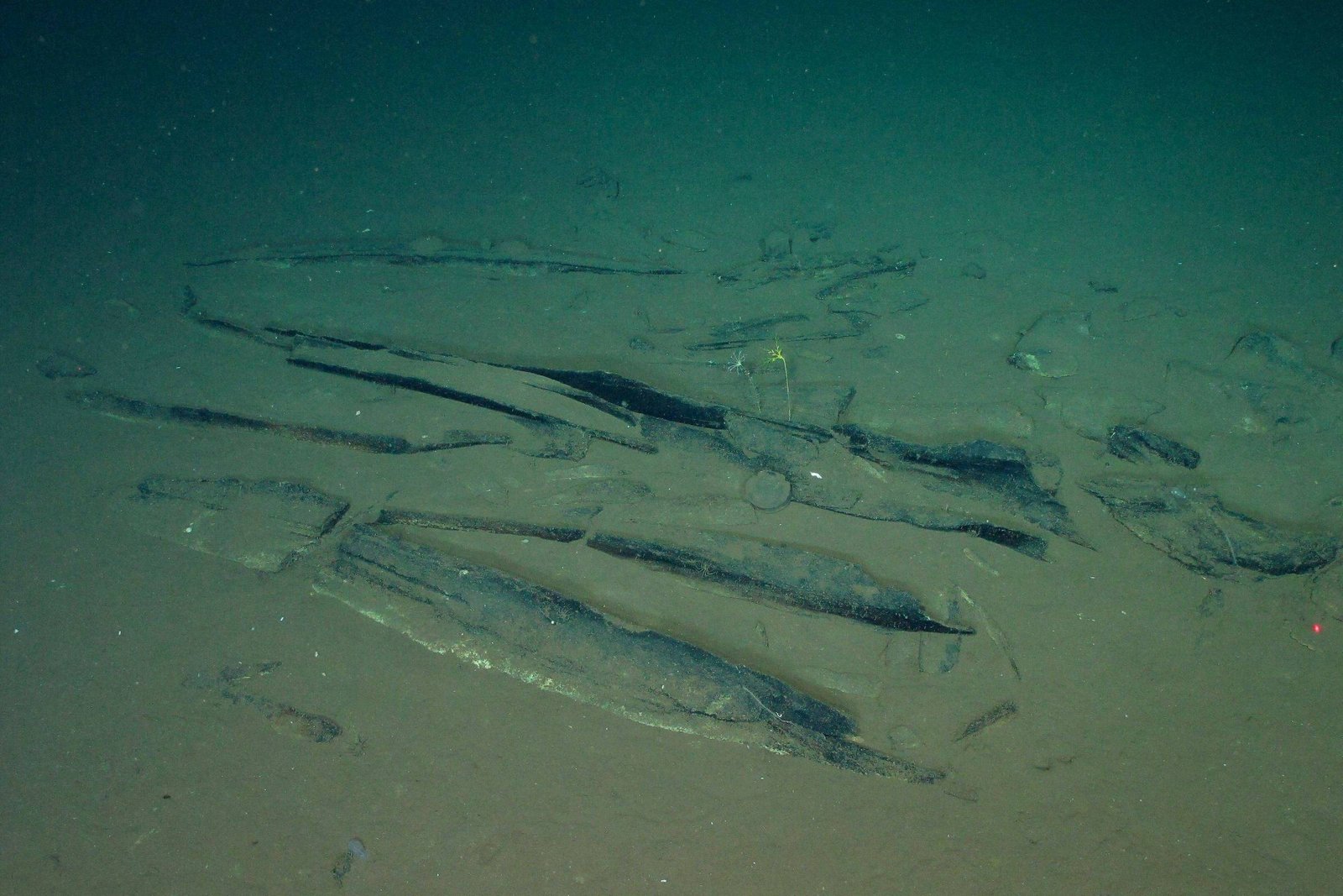 Cientistas descobrem cemitério de baleias no oceano Índico – 10/06/2026 – Ciência