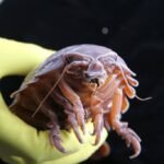 Crustáceo que fica 5 anos sem comer é transgênico natural - 13/06/2026 - Reinaldo José Lopes