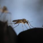 Mosquito em foco pousado sobre pele humana, com outros mosquitos desfocados ao fundo. Fundo azul claro desfocado destaca o inseto em primeiro plano.
