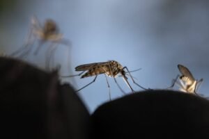 Mosquito em foco pousado sobre pele humana, com outros mosquitos desfocados ao fundo. Fundo azul claro desfocado destaca o inseto em primeiro plano.