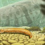 Tetrápode ancestral com corpo cinza e manchas escuras nada próximo ao fundo rochoso de um ambiente aquático. Em primeiro plano, o seu juvenil, com pequenas patas repousa sobre pedras arredondadas. Vegetação aquática e sombras completam a cena submersa.