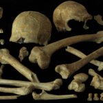Vários ossos humanos antigos, incluindo dois crânios, mandíbulas, ossos longos de braços e pernas, vértebras e falanges, organizados sobre fundo preto.