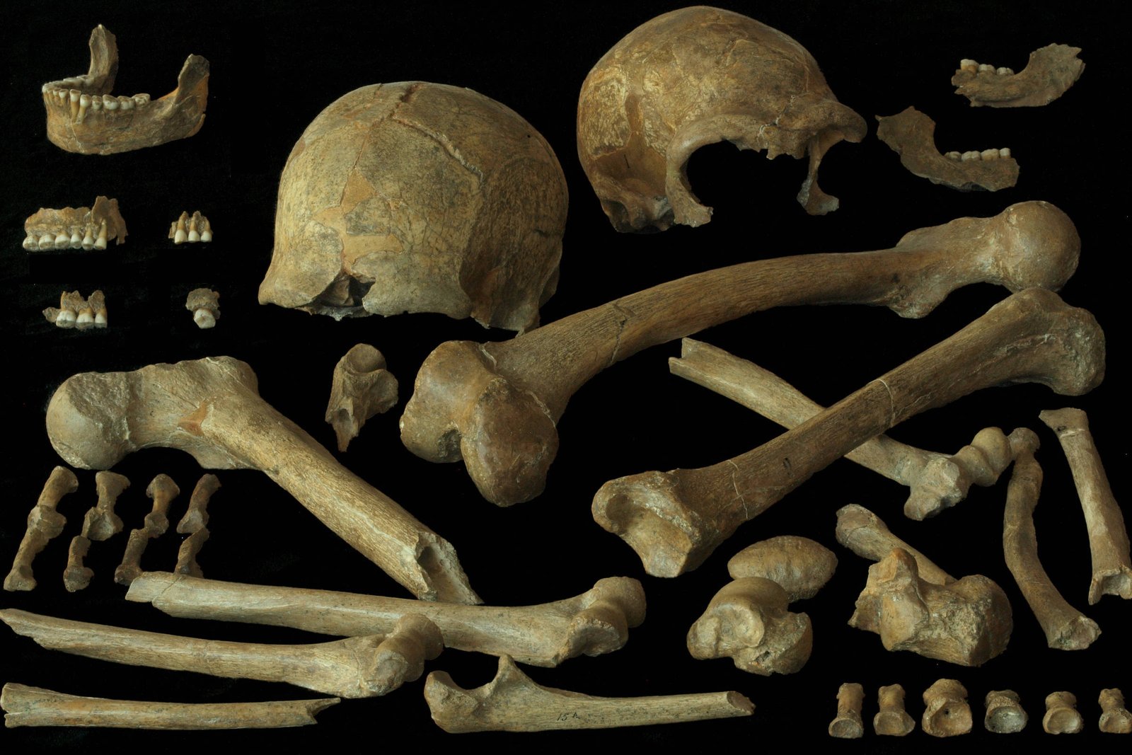 Perto do fim, neandertais europeus eram saudáveis – 28/06/2026 – Ciência
