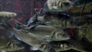 Impacto do aquecimento global na reprodução dos peixes pode ser temporário