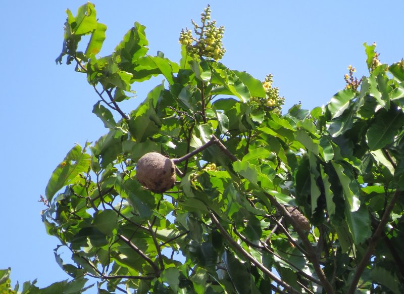 Passado agrícola da Amazônia revela segredos sobre a resiliência da floresta