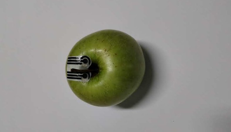 Sensores biodegradáveis acoplados em plantas detectam pesticidas em três minutos