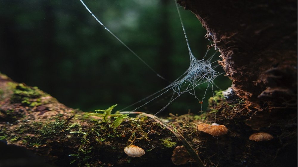 Tempestades impactam arquitetura das teias e sobrevivência de aranhas