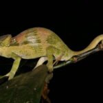 Camaleão com escamas verdes, amarelas e laranja camuflado em galho fino com cauda enrolada. Fundo preto destaca o réptil e folhas escuras.