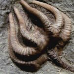 Fóssil detalhado de crinoide com cinco braços segmentados curvados, preservado em matriz rochosa cinza. Textura da rocha é rugosa e granular.
