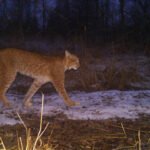 Lince caminha sobre solo parcialmente coberto por neve, com vegetação seca ao redor e árvores ao fundo em ambiente de pouca luz.