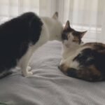Dois gatos estão sobre uma cama cinza perto de uma janela com cortinas brancas translúcidas. Um gato preto e branco está inclinado em direção a um gato malhado que está deitado, ambos próximos um do outro.