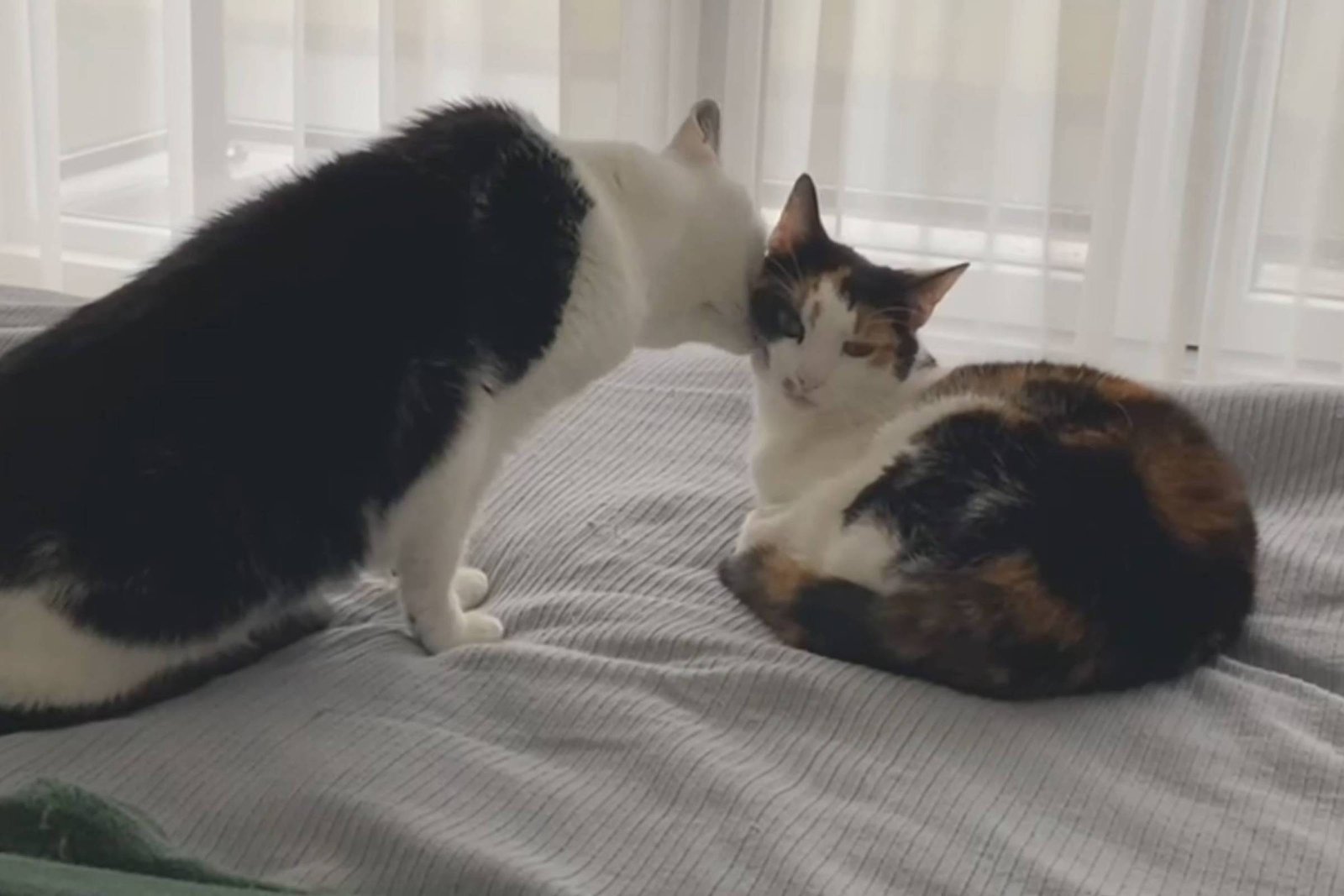 Dois gatos estão sobre uma cama cinza perto de uma janela com cortinas brancas translúcidas. Um gato preto e branco está inclinado em direção a um gato malhado que está deitado, ambos próximos um do outro.