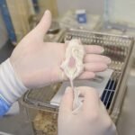 Câncer: biobanco reúne 30 mil amostras de tumores no PR - 19/07/2026 - Ciência