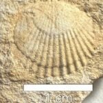 Fóssil de concha com formato semicircular e estrias radiais visível em rocha de textura granulada. Escala mostra 1 centímetro para referência de tamanho.