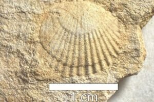 Fóssil de concha com formato semicircular e estrias radiais visível em rocha de textura granulada. Escala mostra 1 centímetro para referência de tamanho.