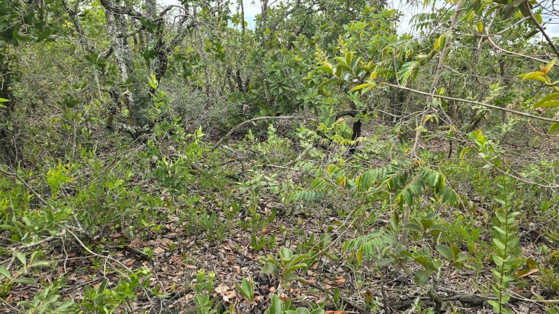 Avanço de árvores no Cerrado causa a morte de plantas rasteiras por inanição