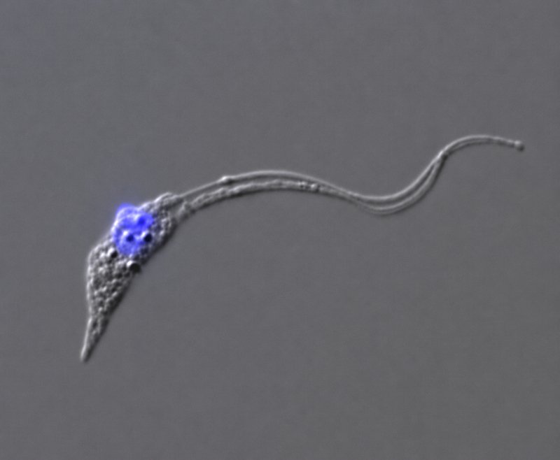 Estudo explica como o parasita da doença de Chagas ‘ativa’ sua forma capaz de infectar mamíferos