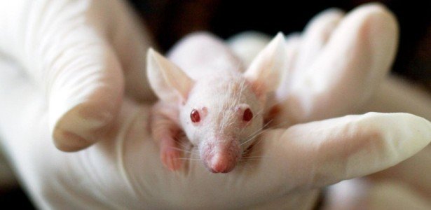 Estudo identifica proteína essencial para ativação de via molecular associada ao câncer