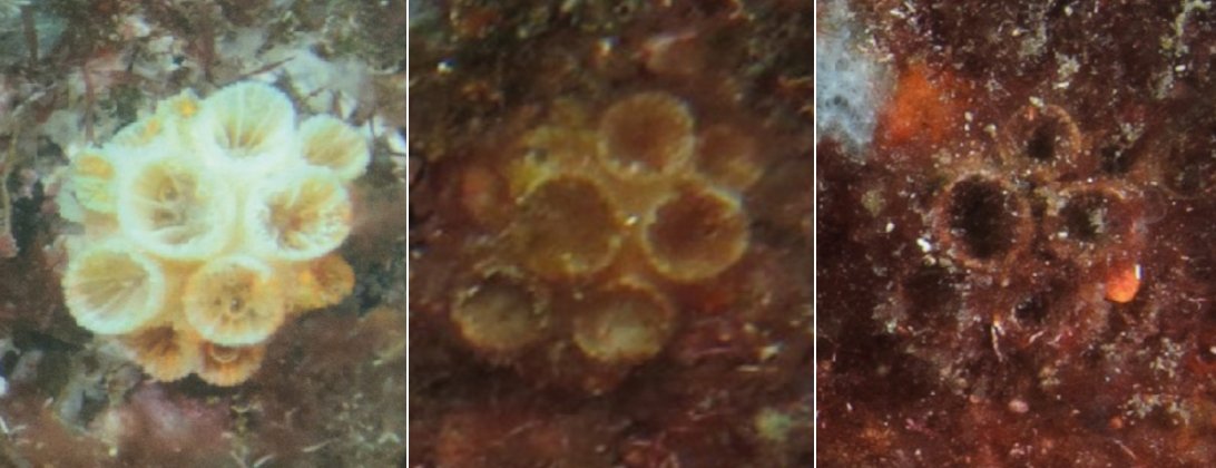 Estudo propõe novo método para remoção de coral invasor no Brasil