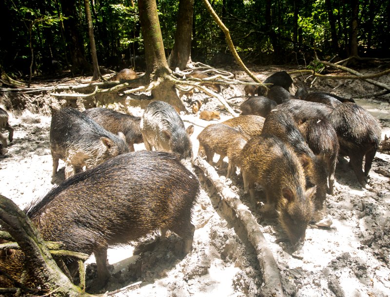 Grandes mamíferos alteram a química do solo e aumentam a fertilidade da Mata Atlântica
