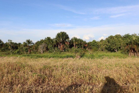 Terra indígena mantém estabilidade ecológica em meio à expansão agropecuária no Cerrado