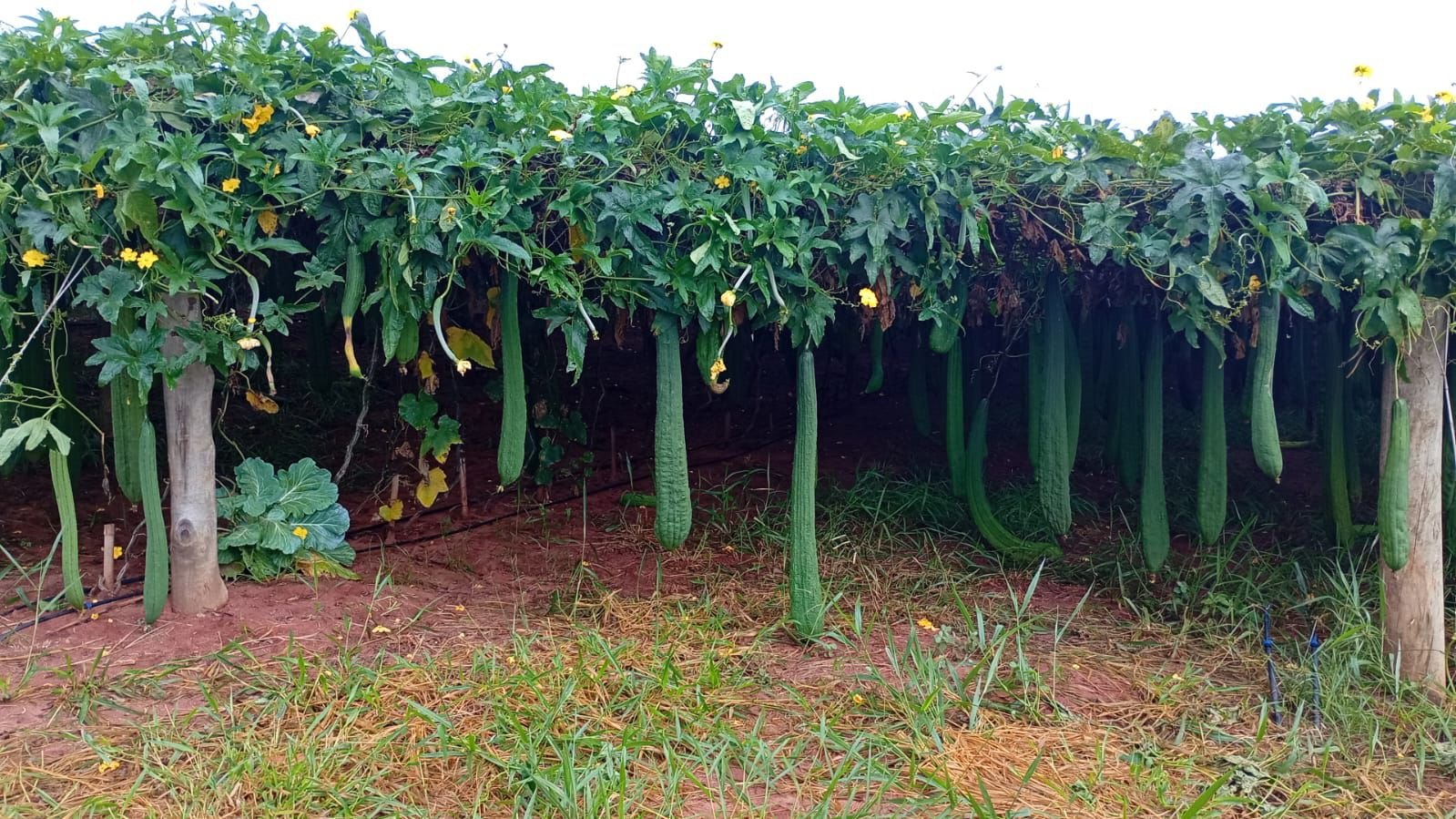 Empresa de Óleo produz bucha vegetal em propriedade rural com a ajuda de programa do Sebrae-SP | ASN São Paulo