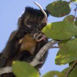 Sem frutas, macaco-prego vira caçador, tal como hominínios - 29/08/2026 - Reinaldo José Lopes