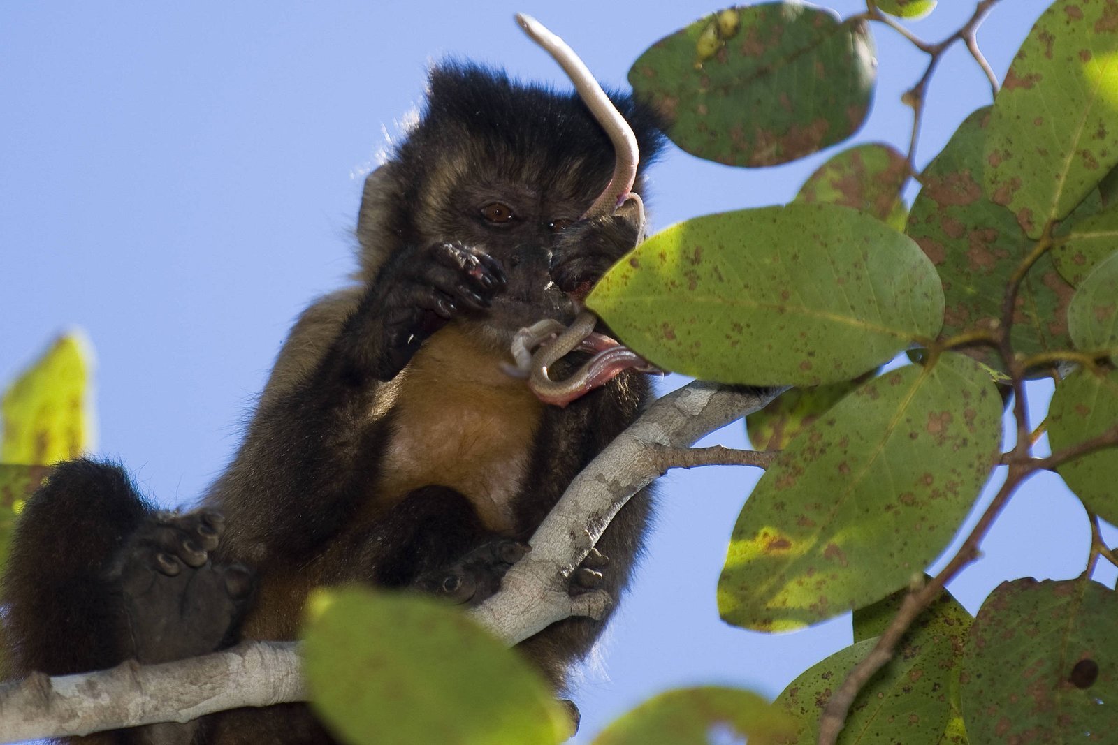 Sem frutas, macaco-prego vira caçador, tal como hominínios – 29/08/2026 – Reinaldo José Lopes