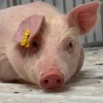 Porco rosa deitado no chão branco texturizado dentro de um espaço cercado por grades metálicas. O animal tem uma etiqueta amarela com o número 011 na orelha esquerda.