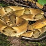 Estudo revela origem de truque de cobra para atrair presa - 12/08/2026 - Darwin e Deus